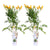 Trompetenblume ‚Summer Jazz Gold Trumpet' – Campsis