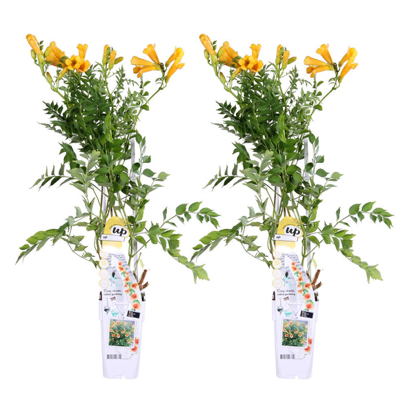 Trompetenblume ‚Summer Jazz Gold Trumpet' – Campsis