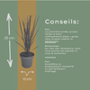 Rutenhirse ‚Northwind' – Panicum virgatum – Ansicht 10