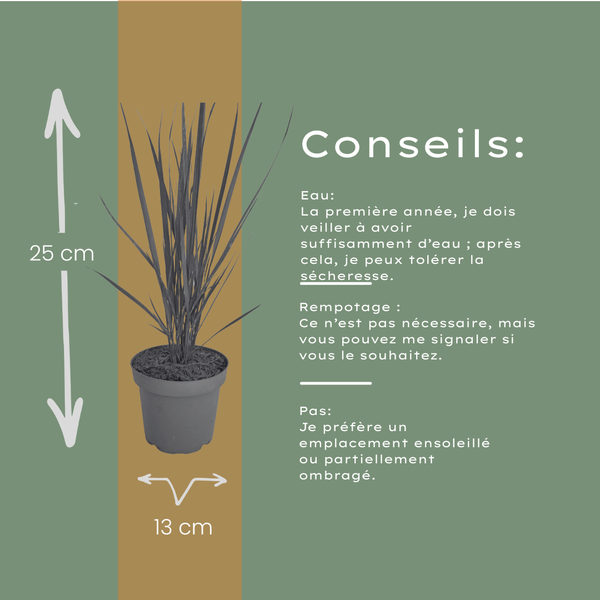 Rutenhirse ‚Northwind' – Panicum virgatum – Ansicht 10