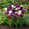 Tulpe ‚Blueberry Mix' – Tulipa – Ansicht 2