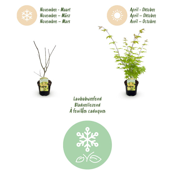 Japanischer Ahorn ‚Summergold' – Acer palmatum – Ansicht 4