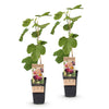 Feige ‚Rouge de Bordeaux' – Ficus carica – Ansicht 2