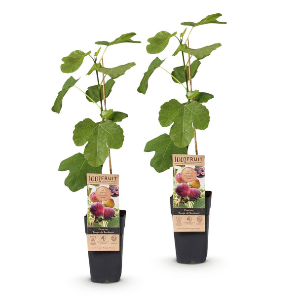 Feige ‚Rouge de Bordeaux' – Ficus carica – Ansicht 2