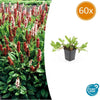 Kerzenknöterich ‚Darjeeling Red' – Persicaria affinis