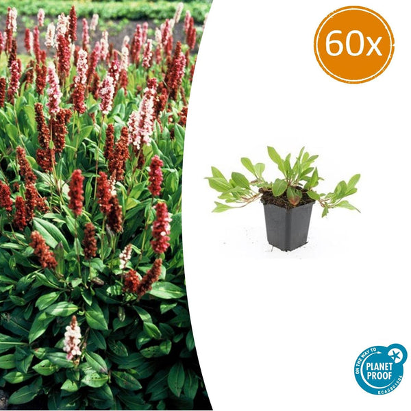 Kerzenknöterich ‚Darjeeling Red' – Persicaria affinis