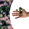 Aster – Ansicht 2