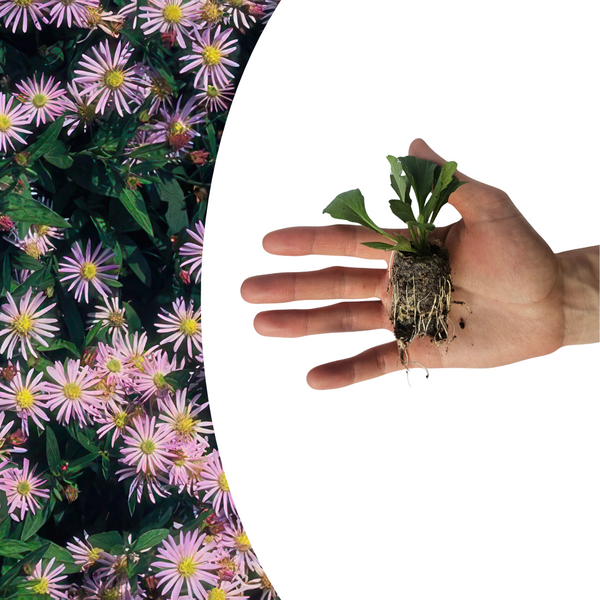 Aster – Ansicht 2