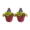 Venusfliegenfalle – Dionaea muscipula