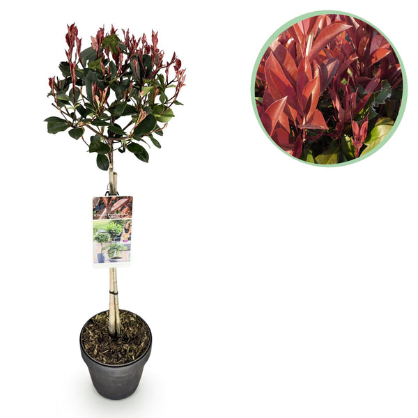 Glanzmispel ‚Little Red Robin' – Photinia × fraseri