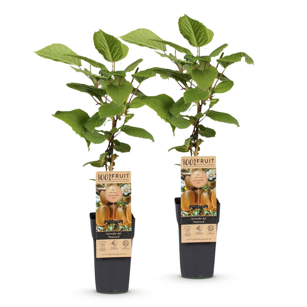 Kiwi ‚Hayward' – Actinidia deliciosa – Ansicht 2