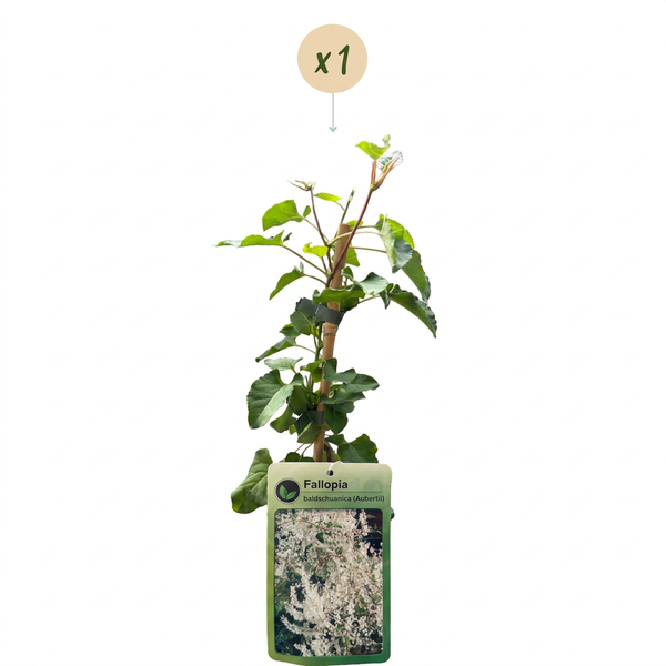 Schling-Knöterich – Fallopia aubertii – Ansicht 2