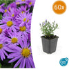 Kissen-Aster ‚Prof. Anton Kippenberg' – Aster dumosus