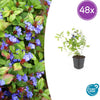 Hornnarbe – Ceratostigma plumbaginoides