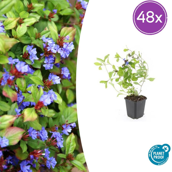 Hornnarbe – Ceratostigma plumbaginoides