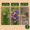 Clematis-Set „Duo Purple & Pink“ – Waldreben in Lila und Rosa – Ansicht 6