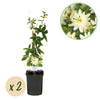 Passionsblume ‚Avalanche' – Passiflora