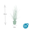 Lampenputzergras ‚Hameln' – Pennisetum alopecuroides – Ansicht 2