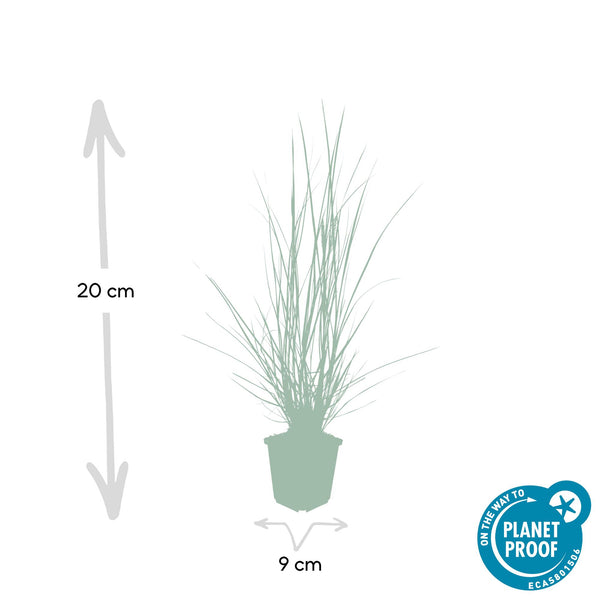 Lampenputzergras ‚Hameln' – Pennisetum alopecuroides – Ansicht 2