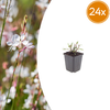 Prachtkerze ‚Whirling Butterflies' – Gaura lindheimeri