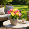 Gefüllte Tulpe ‚Foxtrot Mix' – Tulipa – Ansicht 3