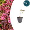 Fetthenne ‚Matrona' – Sedum
