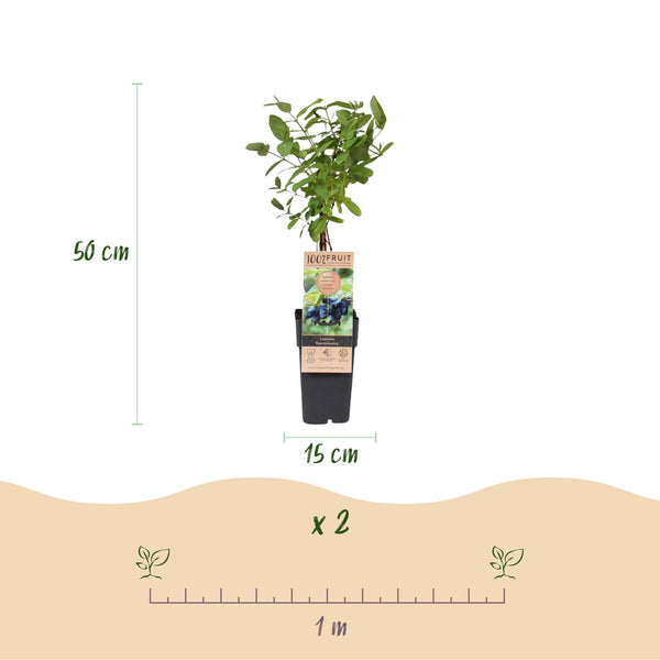 Maibeere ‚Kamchatika' – Lonicera caerulea – Ansicht 3