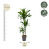 Drachenbaum ‚Janet Craig' – Dracaena fragrans – Ansicht 2
