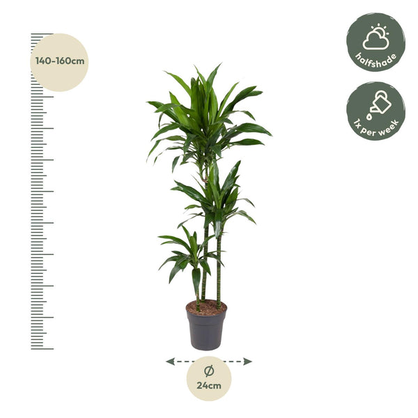 Drachenbaum ‚Janet Craig' – Dracaena fragrans – Ansicht 2