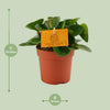 Zwergpfeffer – Peperomia obtusifolia – Ansicht 2
