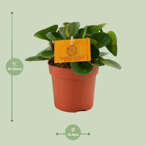 Zwergpfeffer – Peperomia obtusifolia – Ansicht 2