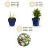 Aster Tricolour – Ansicht 4