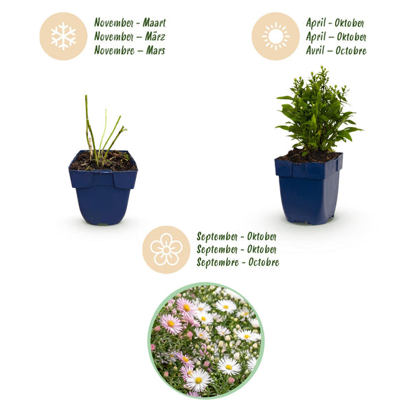 Aster Tricolour – Ansicht 4