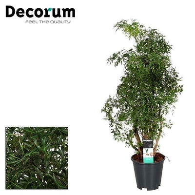 Fiederaralie ‚Ming' – Polyscias fruticosa