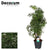 Fiederaralie ‚Ming' – Polyscias fruticosa