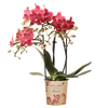 Schmetterlingsorchidee ‚Blossom Congo' – Phalaenopsis