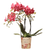 Schmetterlingsorchidee ‚Blossom Congo' – Phalaenopsis