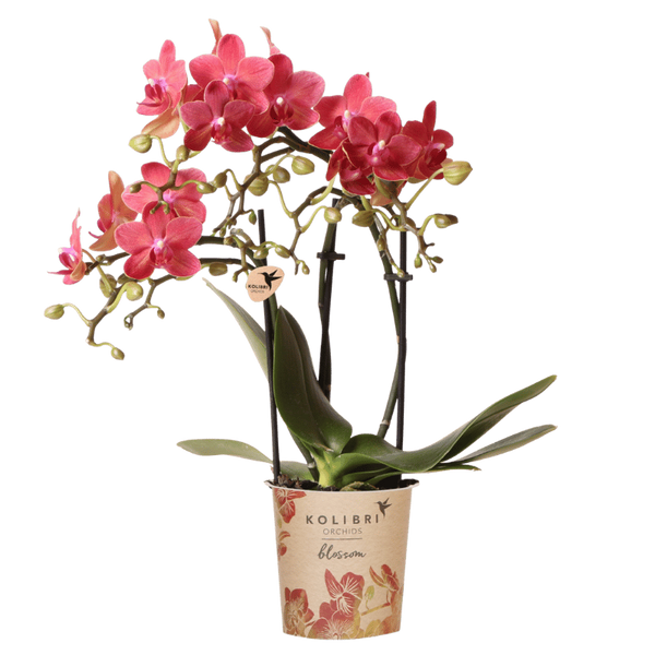 Schmetterlingsorchidee ‚Blossom Congo' – Phalaenopsis
