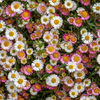 Spanisches Gänseblümchen – Erigeron karvinskianus – Ansicht 8