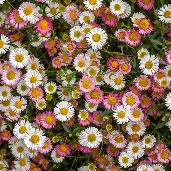 Spanisches Gänseblümchen – Erigeron karvinskianus – Ansicht 8