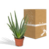 Aloe vera – Ansicht 3