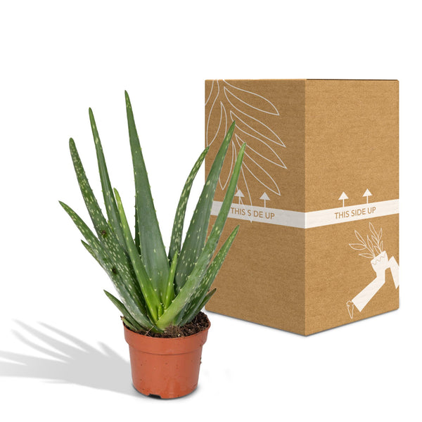 Aloe vera – Ansicht 3