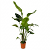 Baumstrelitzie – Strelitzia nicolai