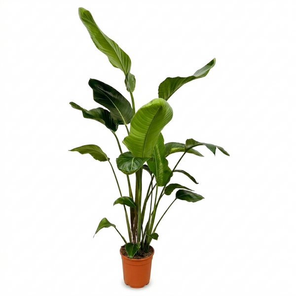 Baumstrelitzie – Strelitzia nicolai