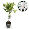 Sternmagnolie – Magnolia stellata