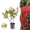 Glanzmispel ‚Little Red Robin' – Photinia × fraseri