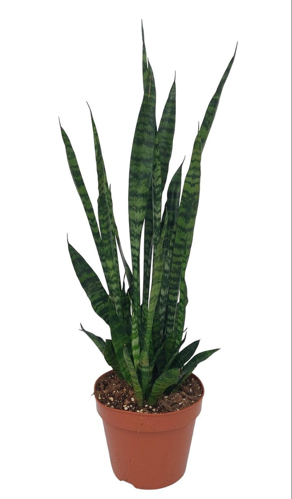 Bogenhanf – Sansevieria zeylanica