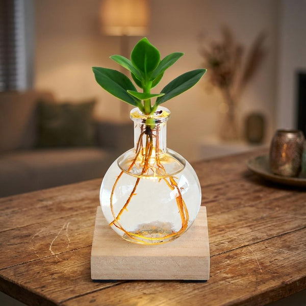 Glowplant Clusia – Clusia in Vase mit Lampe – Ansicht 2