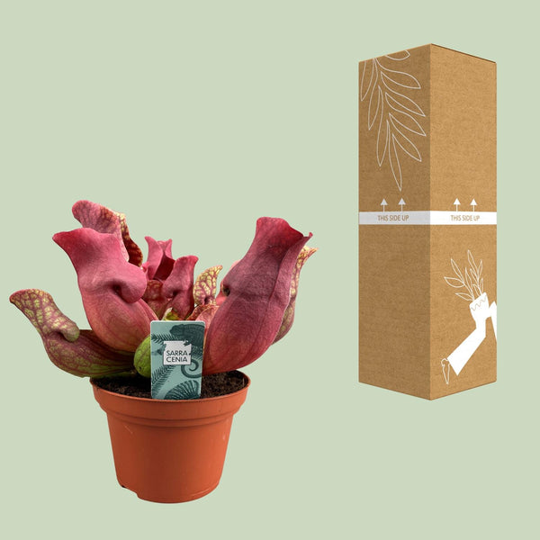 Schlauchpflanze ‚Maroon' – Sarracenia – Ansicht 8