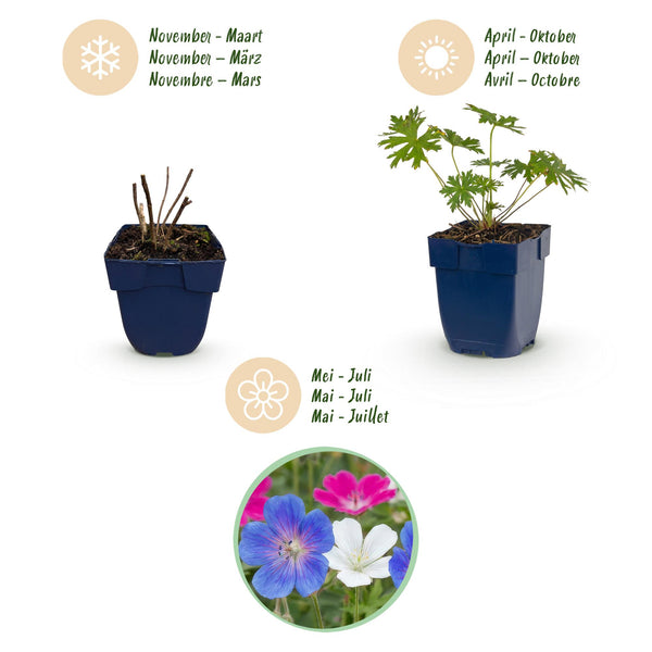 Storchschnabel Tricolour – Geranium – Ansicht 4